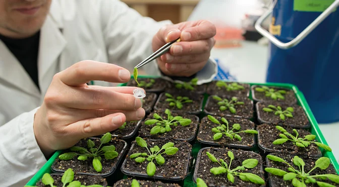 Soil Science Dissertation